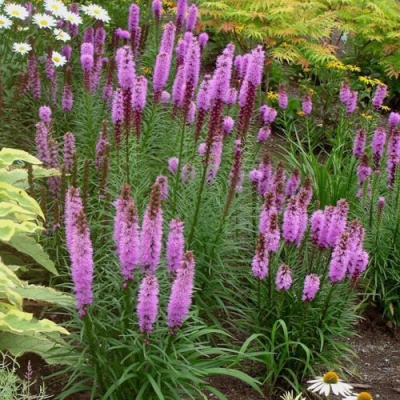 Лиатрис РОЗЕА колосковая в Петропавловске