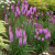 Лиатрис РОЗЕА колосковая в Петропавловске
