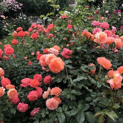 Роза БЕЛЬВЕДЕР шраб в Петропавловске