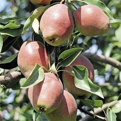 Груша КИРГИЗСКАЯ ЗИМНЯЯ в Петропавловске