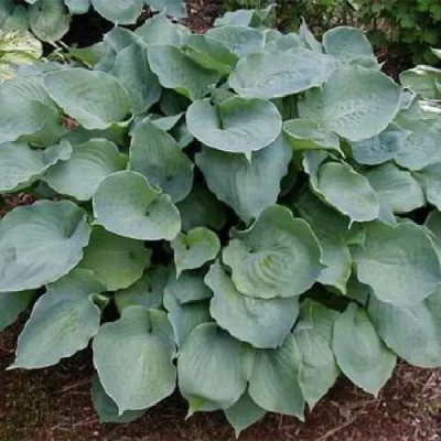 Хоста МУНЛАЙТ СОНАТА гибридная в Петропавловске