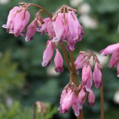 Дицентра изящная в Петропавловске