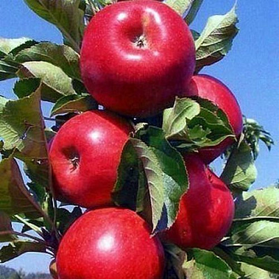 Колонновидные яблони в Петропавловске