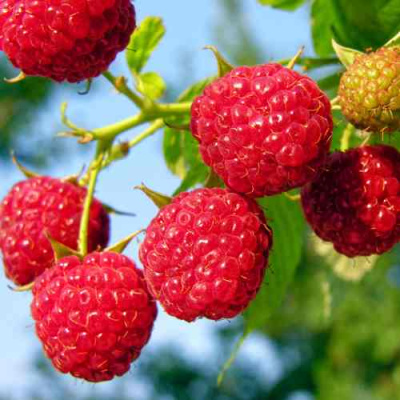 Малина МЕТЕОР в Петропавловске