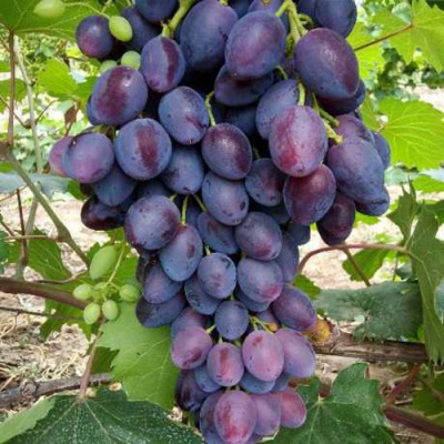 Виноград КИШМИШ БРАВИССИМО в Петропавловске