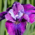 Ирис СИ Я ЛЕЙТЕР сибирский в Петропавловске
