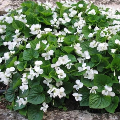 Фиалка АЛЬБИФЛОРА сестринская в Петропавловске