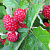 Ежемалина РЕД ДАЙМОНД в Петропавловске