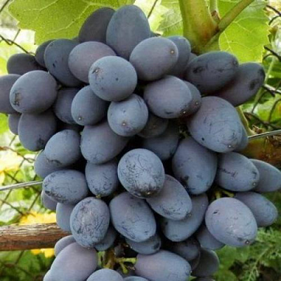 Черный виноград в Петропавловске