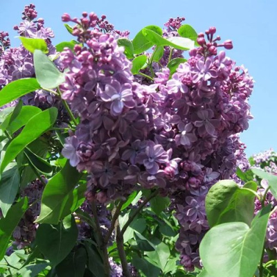 Сирень ВИОЛЕТТА в Петропавловске