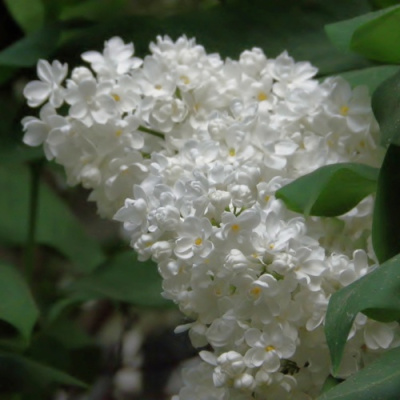 Сирень РУССКИЙ СЕВЕР в Петропавловске