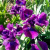 Ирис БАНДЛ ОВ ДЖОЙ сибирский в Петропавловске