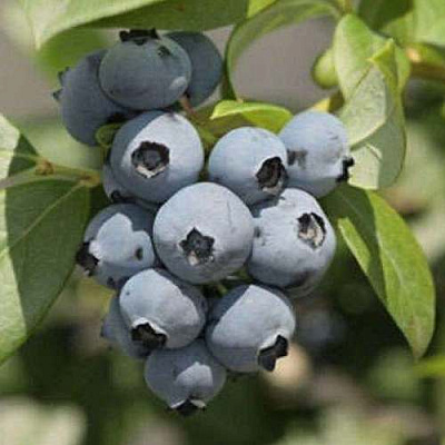 саженцы голубики