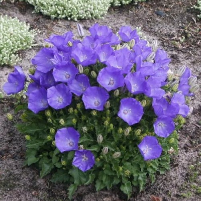 Колокольчик САНТА карпатский в Петропавловске