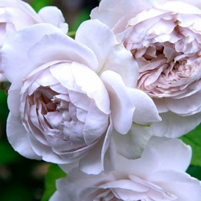 Роза ГРИЗЕЛИС шраб в Петропавловске