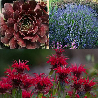 Комплект ФИОЛЕТОВОЕ ВДОХНОВЕНИЕ в Петропавловске