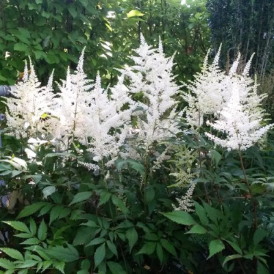 Астильба БРАУТШЛЕЙЕР Арендса в Петропавловске