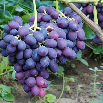 Виноград КАТАЛОНИЯ в Петропавловске