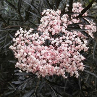 Бузина черная БЛЭК ЛЕЙС ЕВА в Петропавловске