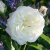 Роза АЛАБАСТЕР флорибунда в Петропавловске