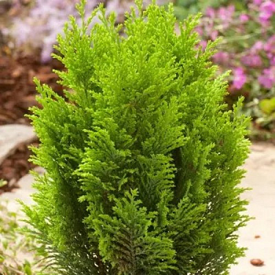 Кипарисовик ЭЛВУДИ ГОЛД лавсона в Петропавловске