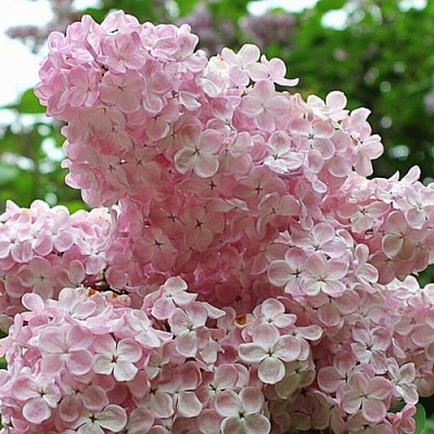 Сирень ВЕЧЕРНИЙ ЗВОН в Петропавловске