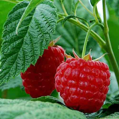 Малина МЕТЕОР в Петропавловске