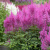 Астильба АМЕТИСТ Арендса в Петропавловске