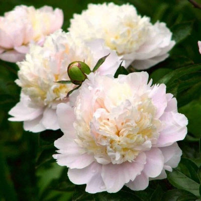 Пион ШИРЛИ ТЕМПЛ травянистый в Петропавловске