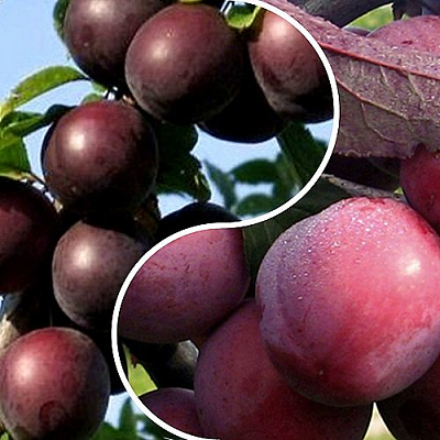 Комплект ИЗЮМИНКА САДА в Петропавловске