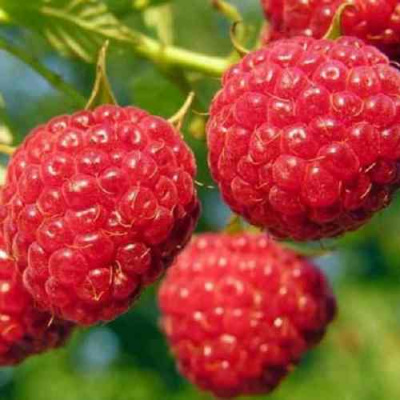 Малина ГЛЕН АМПЛ в Петропавловске