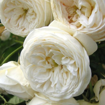 Роза АРТЕМИС шраб в Петропавловске