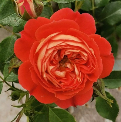 Роза СТАРЛЕТ РОУЗ КАРМЕН плетистая в Петропавловске