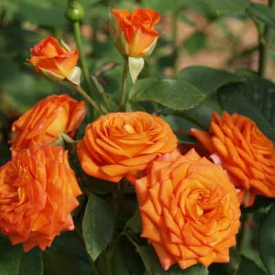 Роза БЕЙБ спрей в Петропавловске