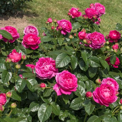 Роза АНУШКА чайно-гибридная в Петропавловске