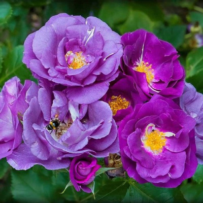 Роза РАПСОДИЯ ИН БЛЮ шраб в Петропавловске