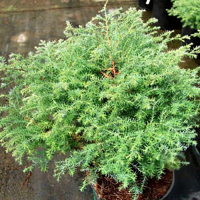 Кипарисовик СКВАРРОЗА горохоплодный в Петропавловске