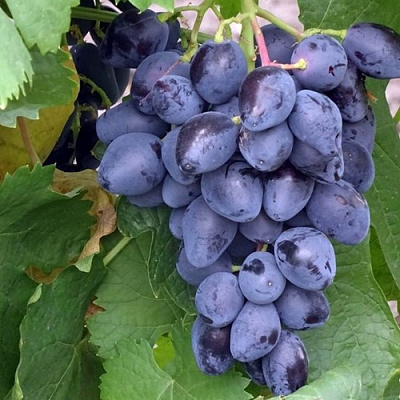 Виноград РОМБИК в Петропавловске