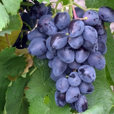 Виноград РОМБИК в Петропавловске