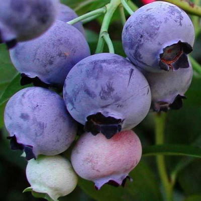 Голубика ГОЛДТРАУБЕ в Петропавловске