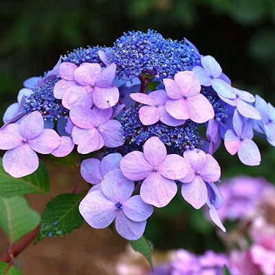 Гортензия ЭНДЛЕСС САММЕР ТВИСТ ЭНД ШАУТ крупнолистная в Петропавловске