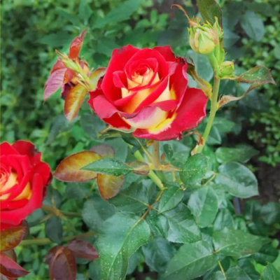 Роза ФРЕНДШИП чайно-гибридная в Петропавловске