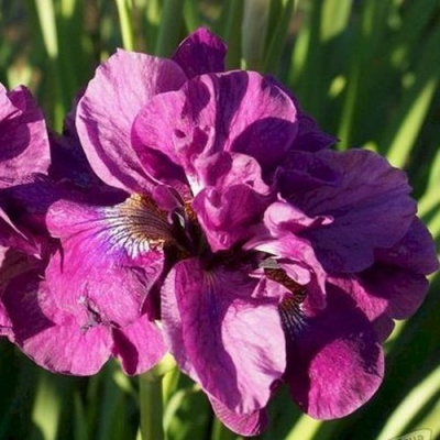 Ирис БАНДЛ ОВ ДЖОЙ сибирский в Петропавловске