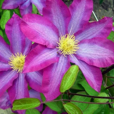 Клематис КАКИО в Петропавловске