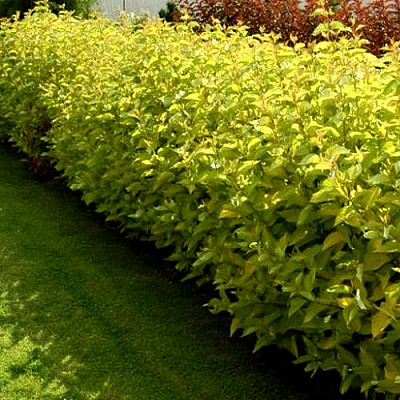 Комплект ДАРТС ГОЛД в Петропавловске