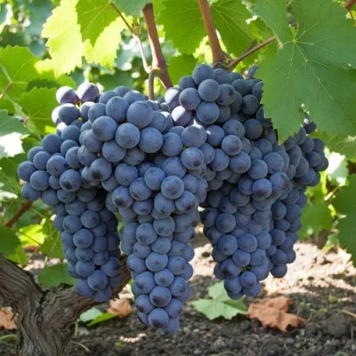 Виноград ЮККА в Петропавловске