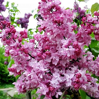 Сирень ОЛИМПИАДА КОЛЕСНИКОВА в Петропавловске