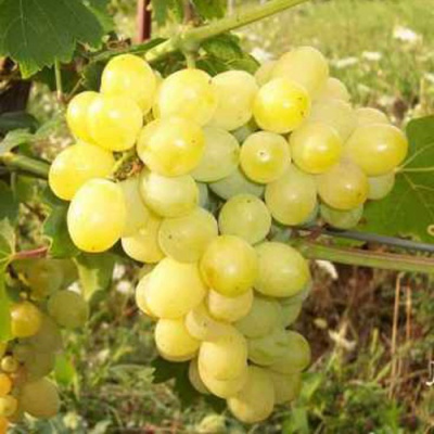 Виноград ЛОРА (ФЛОРА) в Петропавловске